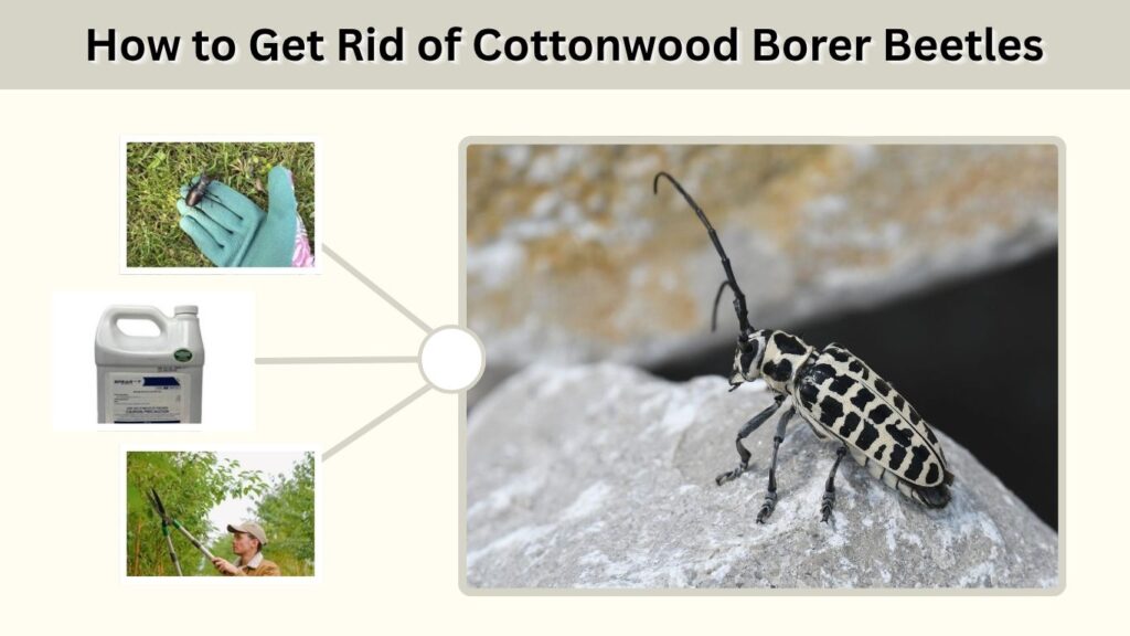 How to Get Rid of Cottonwood Borer Beetles