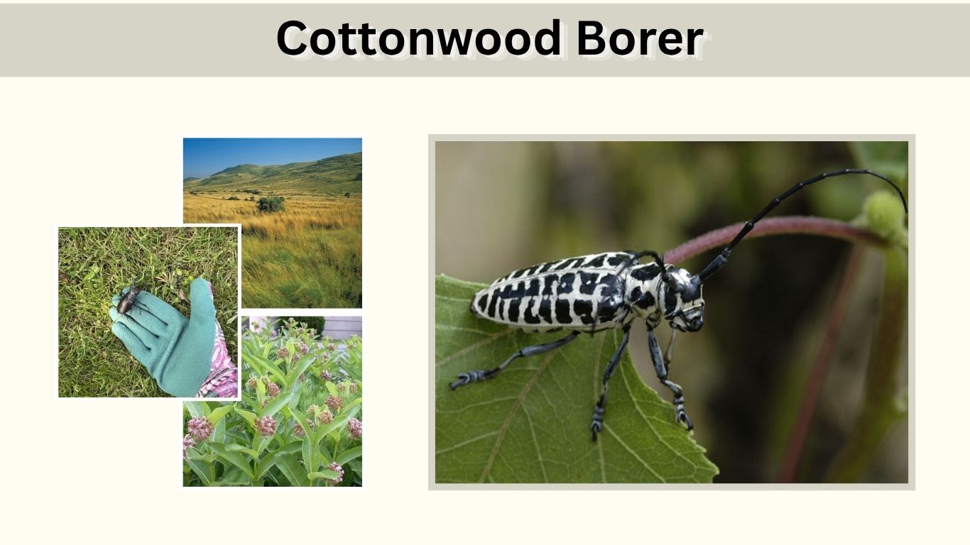 Cottonwood Borer: Identification, Bite, Damage & Control