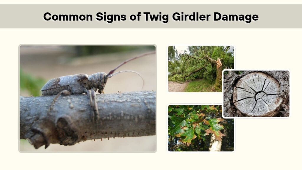 Common Signs of Twig Girdler Damage