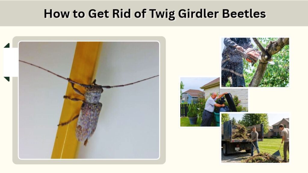 How to Get Rid of Twig Girdler Beetles