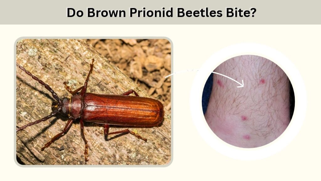 Do Brown Prionid Beetles Bite?