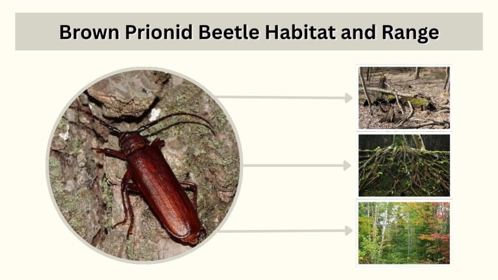 Brown Prionid Beetle Habitat and Range