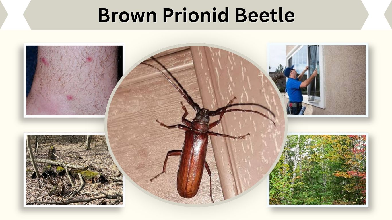 Brown Prionid Beetle: Identification, Bites, and Removal