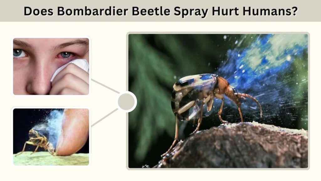 Does Bombardier Beetle Spray Hurt Humans?