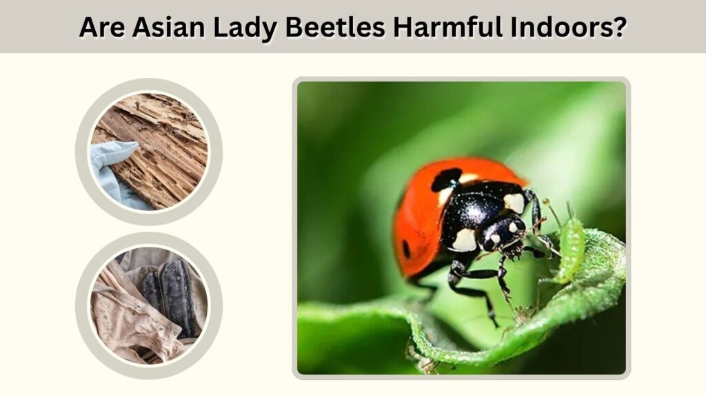 Are Asian Lady Beetles Harmful Indoors?