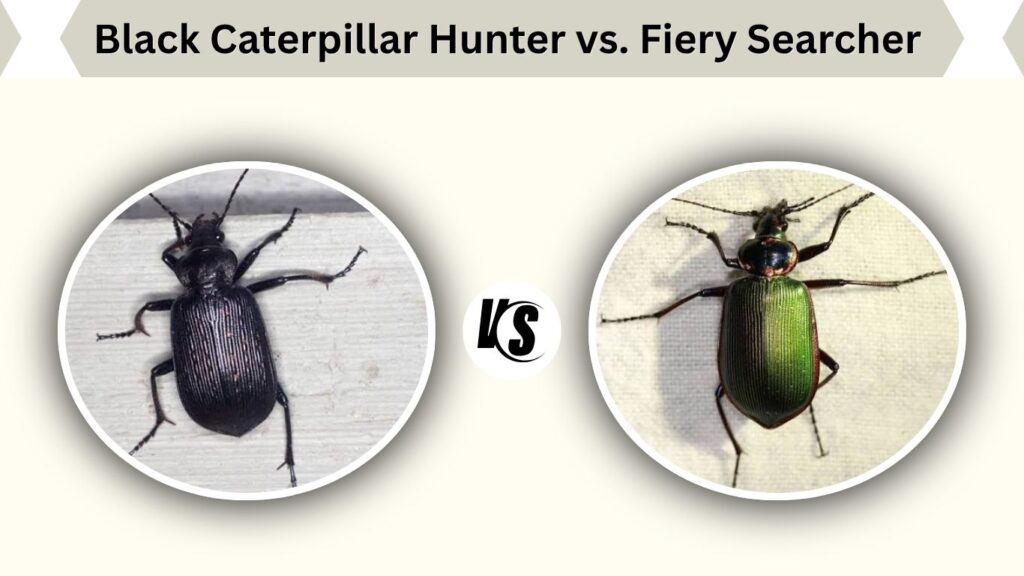 Black Caterpillar Hunter vs. Fiery Searcher
