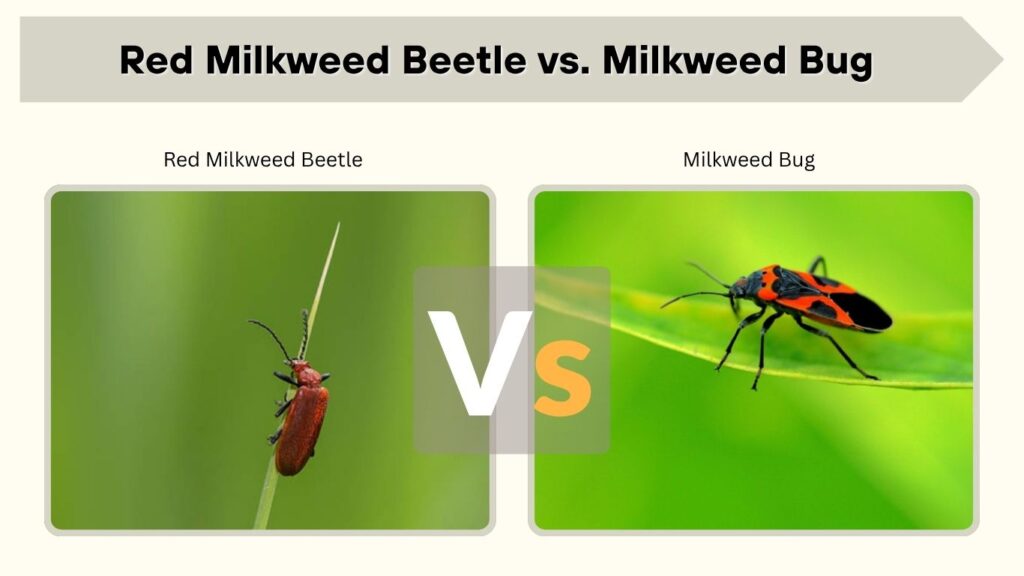 Red Milkweed Beetle vs. Milkweed Bug