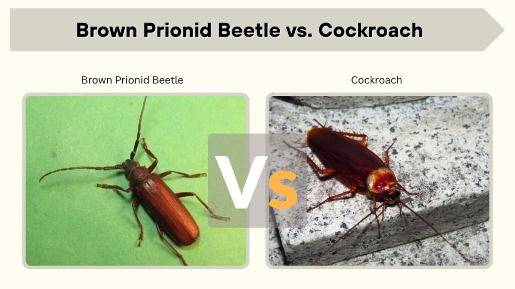 Brown Prionid Beetle vs. Cockroach